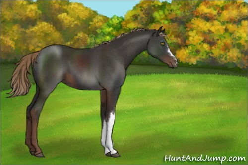 Horse Color:Liver Chestnut