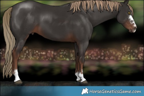 Horse Color:Liver Chestnut 