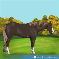 Horse Color:Liver Chestnut 