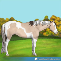 Horse Color:Amber Champagne Dun Splash Tobiano 