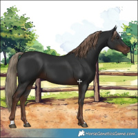 Horse Color:Liver Chestnut 
