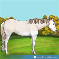 Horse Color:Bay Roan Dun Splash Appaloosa 