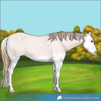 Horse Color:Bay Roan Dun Splash Appaloosa 