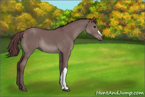 Horse Color:Chocolate Grullo 