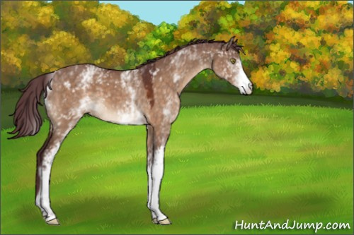 Horse Color:White Spotted Chocolate Brown Dun 