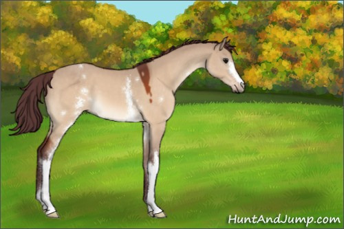 Horse Color:White Spotted Chocolate Bay Dun 