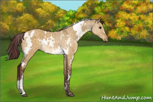 Horse Color:White Spotted Chocolate Buckskin Dun Rabicano 