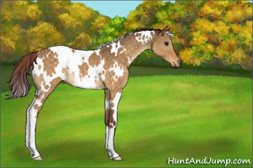 Horse Color:White Spotted Chocolate Buckskin Dun 