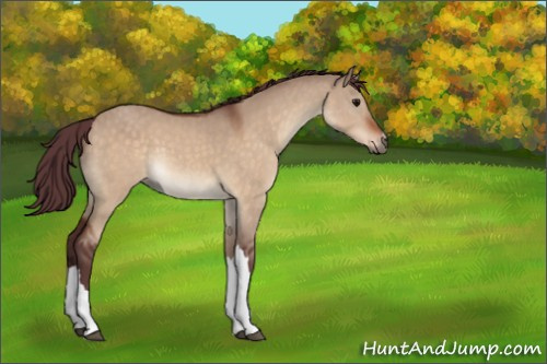Horse Color:Chocolate Bay Dun 