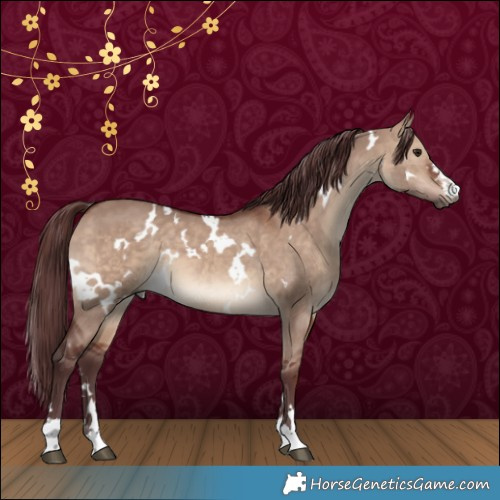 Horse Color:White Spotted Chocolate Brown Dun 