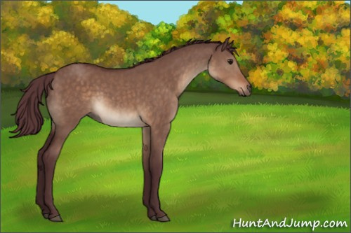 Horse Color:Chocolate Brown Dun 