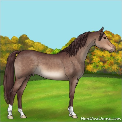 Horse Color:Chocolate Brown Dun 
