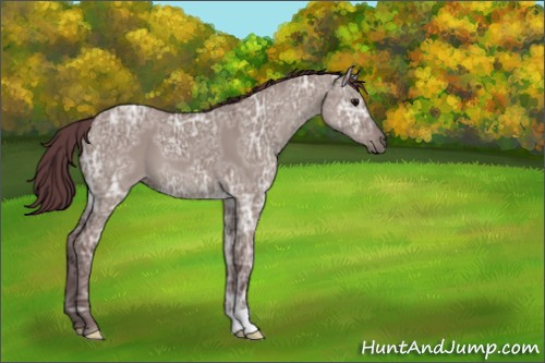 Horse Color:Chocolate Grullo Ice 