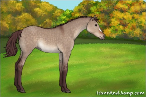 Horse Color:Chocolate Brown Dun 