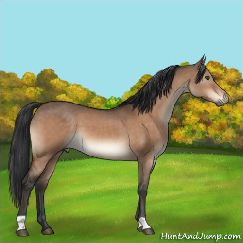 Horse Color:Brown Dun 