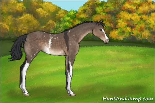 Horse Color:White Spotted Brown Dun 