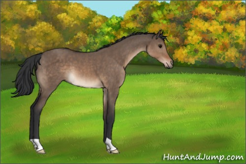 Horse Color:Brown Dun 