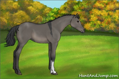 Horse Color:Grullo 