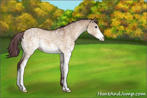 Horse Color:White Spotted Chocolate Bay Dun 