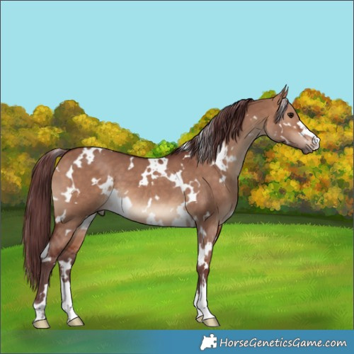 Horse Color:White Spotted Chocolate Bay Dun 