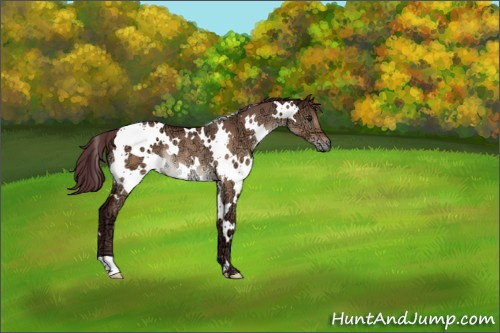 Horse Color:White Spotted Chocolate Brown Ice Dun Rabicano 