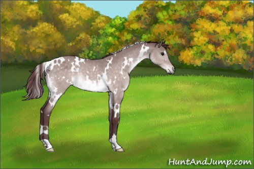 Horse Color:Platinum White Spotted Chocolate Brown Dun Rabicano 