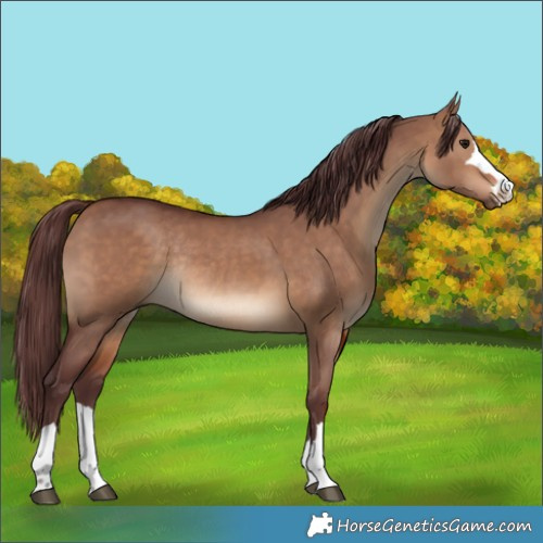 Horse Color:Chocolate Bay Dun Rabicano 