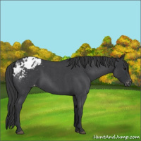 Horse Color:Blue Roan Appaloosa 