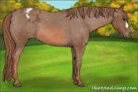Horse Color:Chestnut Appaloosa 