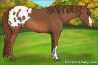 Horse Color:Chestnut Appaloosa 