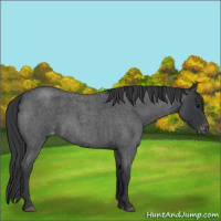Horse Color:Blue Roan Appaloosa 