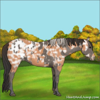 Horse Color:Silver Black Appaloosa and Bay Ice
