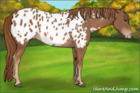 Horse Color:Chestnut Appaloosa 