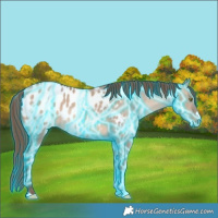 Horse Color:Thunderstruck Sable Champagne Dun Appaloosa
