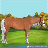Horse Color:Silver Bay 
