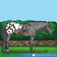 Horse Color:Brown Appaloosa 