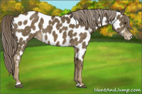 Horse Color:Chocolate Palomino Appaloosa 