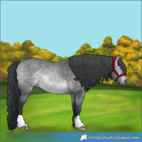 Horse Color:Bay Chinchilla 