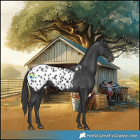 Horse Color:Black Appaloosa Rabicano 