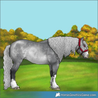 Horse Color:Silver Brown Chinchilla