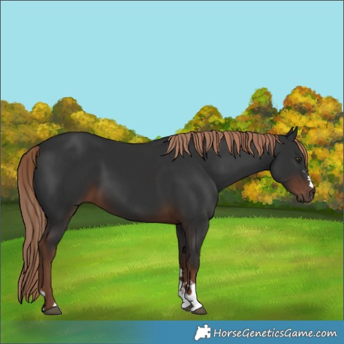 Horse Color:Liver Chestnut 