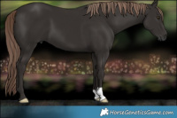 Horse Color:Liver Chestnut 