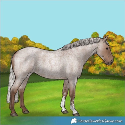Horse Color:Silver Blue Roan Sabino 