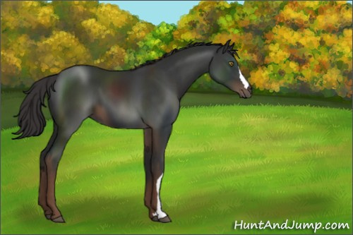 Horse Color:Liver Chestnut 
