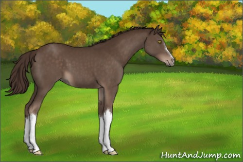 Horse Color:Liver Chestnut