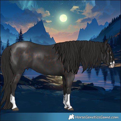 Horse Color:Liver Chestnut 
