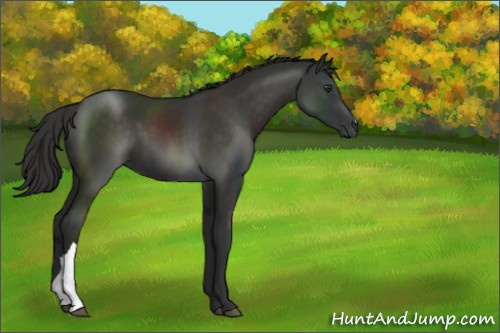 Horse Color:Liver Chestnut