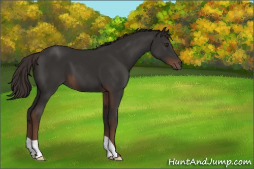 Horse Color:Liver Chestnut