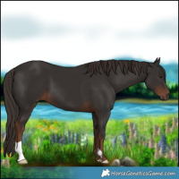 Horse Color:Liver Chestnut 