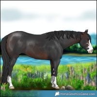 Horse Color:Brown 